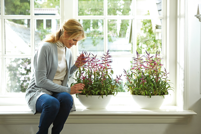 brussels diamond ovaal 36cm wit